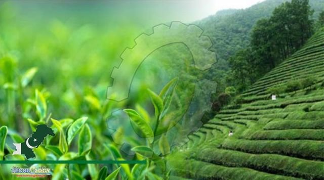 AHSAN IQBAL SHARES PLAN FOR TEA PRODUCTION IN PAKISTAN