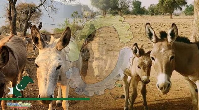 Fresh data shows donkey population has increased in Pakistan