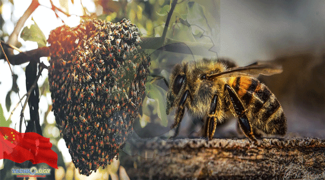 Honeybee-population-global