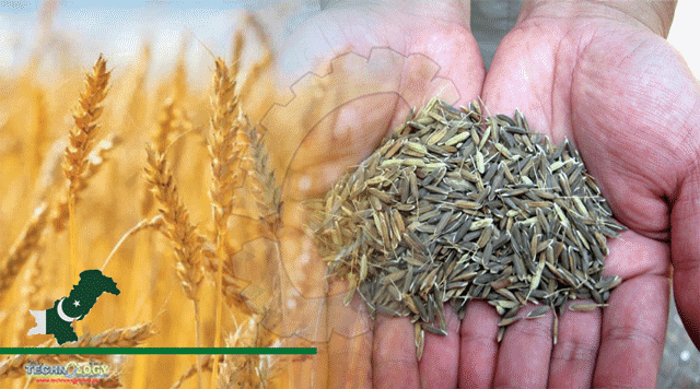 Hybrid-wheat-seeds-tackle