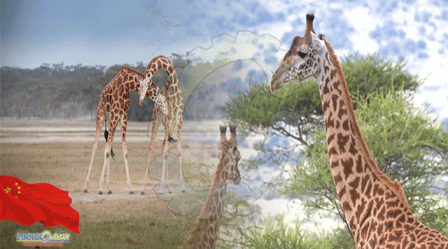 evolution-of-giraffes-long-necks