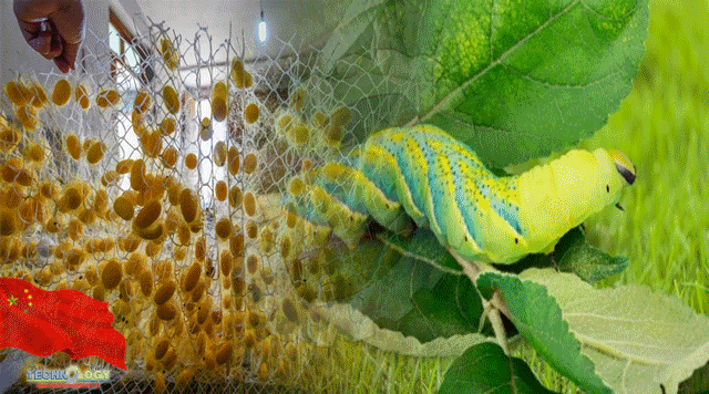 important-breakthrough-silkworm-research