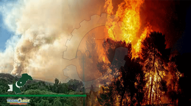 major-reason-behind-unprecedented-forest-fire