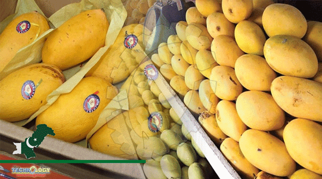 mango-exports-threefold-PAH