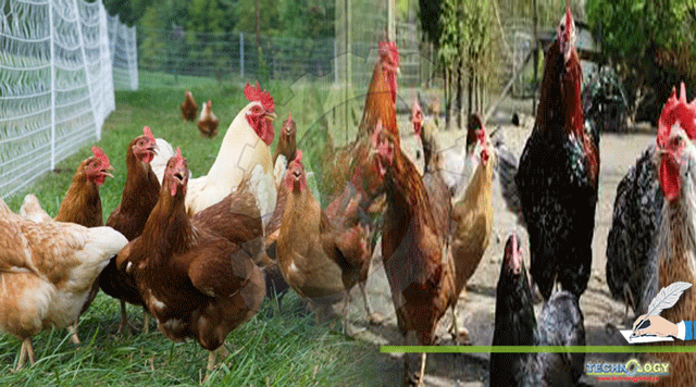 Benefits-of-Poultry-Farming-and-Marketing