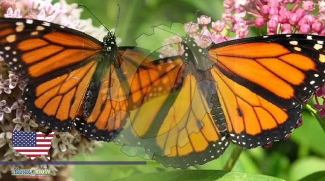 Why monarch butterflies now endangered, are on the ‘edge of collapse’