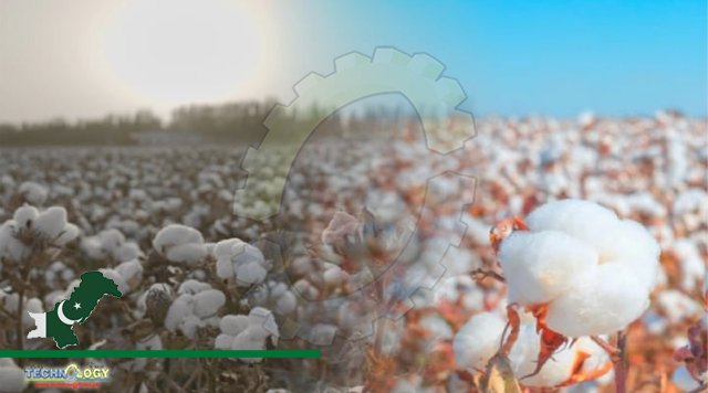 Agriculture Dept. Stresses Clean Cotton Picking For Handsome Price