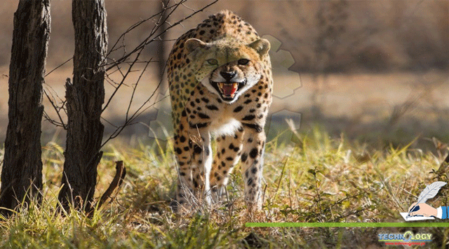 Asiatic-Cheetah-conservation-challenges