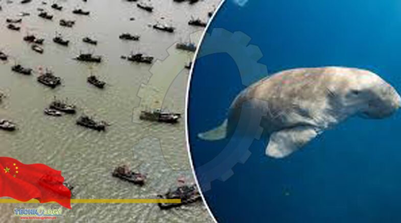 Dugongs 'functionally' extinct in Chinese waters