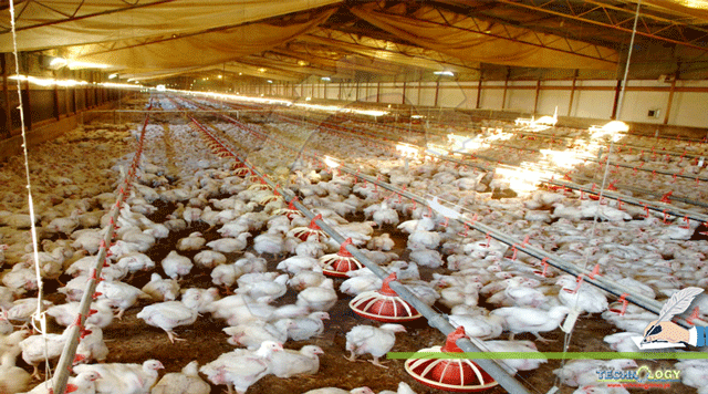 Effects-of-Hyperthermia-in-Poultry-Birds-and-its-solution.