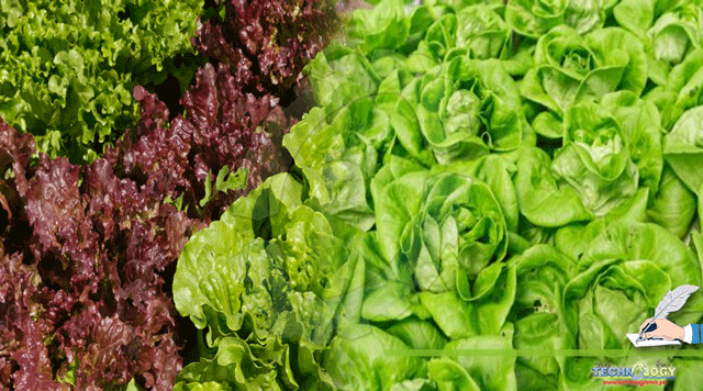 Lettuce-nutritional-value-and-safe-cultivation