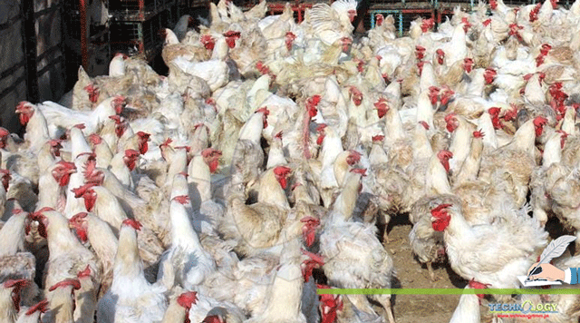 Misuse-of-Antibiotics-in-Poultry-and-their-Replacement
