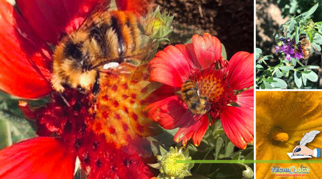 Pollinator-Conservation