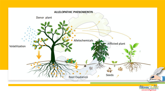 Potential-of-Allelopathy-applications-in-sustainable-Crop-Production