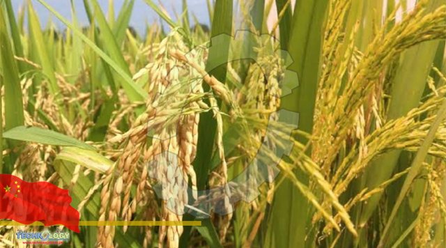 Shandong increases grain harvest despite bad autumn floods