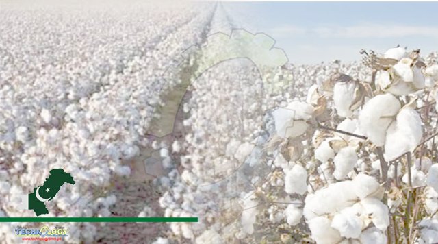 Stagnant Rainwater Harmful For Cotton Crop Official