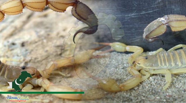 Wildlife rescuer finds highly venomous Fat-tailed scorpion from Cholistan desert