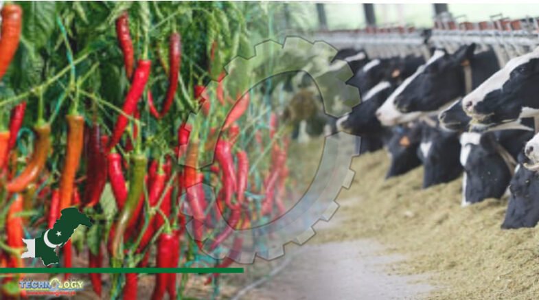 Cows and chillies – the CPEC plan to revamp agriculture and livestock