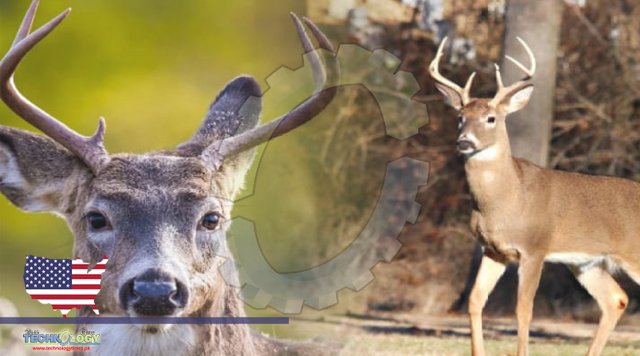 Equilibrium — Tick-carrying deer are moving in next door