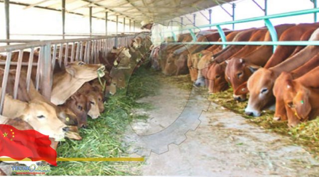 Lao, Chinese firms cooperate to boost cattle production for export to China
