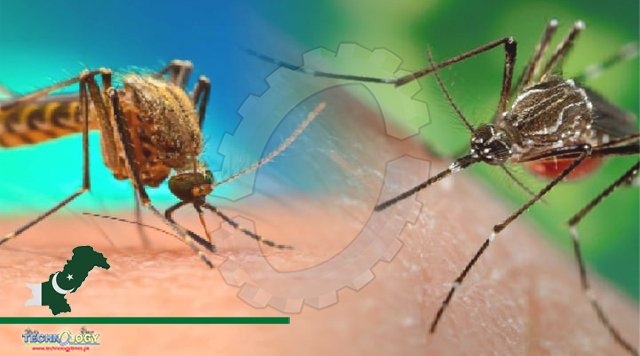 US+warned+as+dengue+cases+rise+worldwide+%E2%80%93+NBC+6+South+Florida