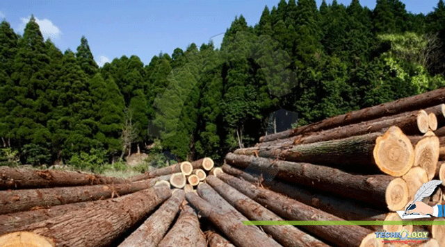 An-ideal-option-to-uplift-tree-cover-wood-production-in-Pakistan.