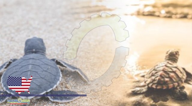 Many Baby Sea Turtles Never Make It to The Sea. This Genius Idea Could Save Them
