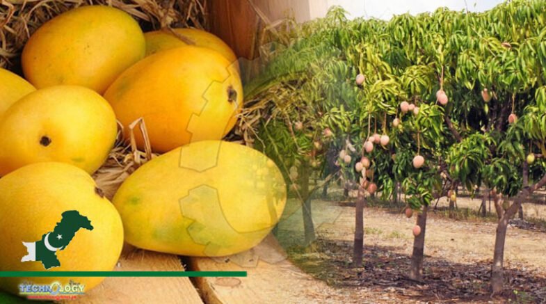 Adoption Of Modern Technology Vital To Enhance Mango Production: Dr Faisal Zahoor