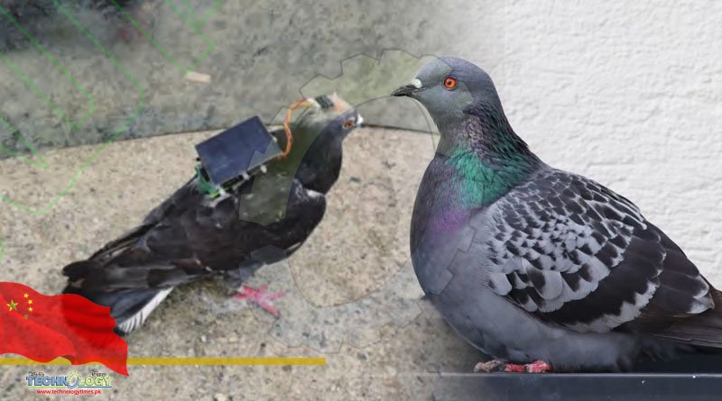 Chinese scientists used solar-powered brain control device to steer a pigeon in flight