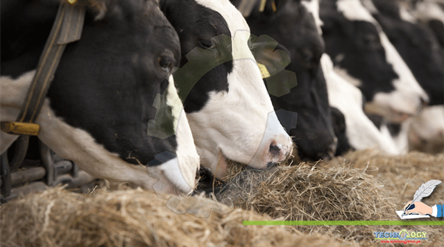 Feed-Additives-for-good-production-of-Farm-Animals