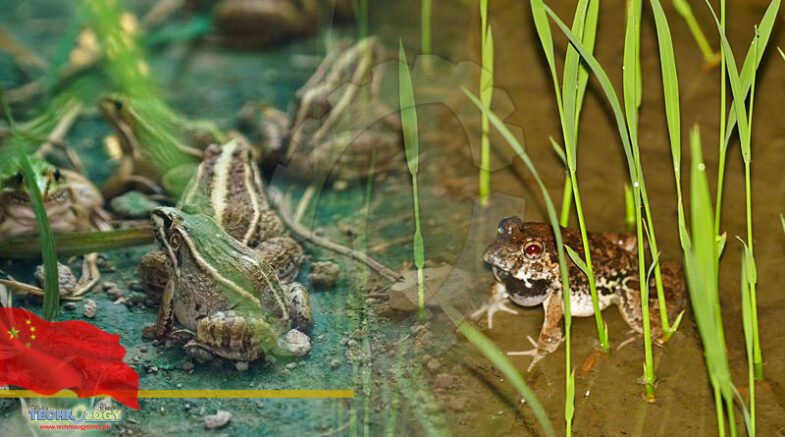 Black spotted frogs and rice project helps village jump ahead