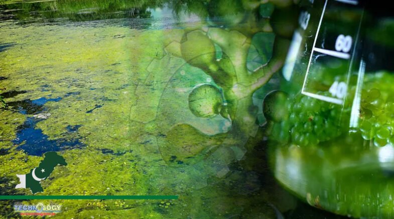 Importance Of Algae In Sustainable Agriculture Is Emphasized