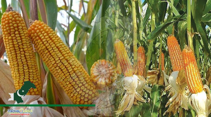 Maize yield can be boosted through hybrid seed, NARC
