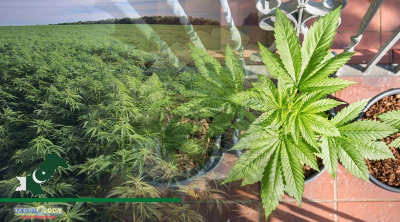 National Industrial Hemp and Medicinal Cannabis Policy still awaiting for approval