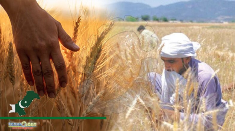 National Plan Is To Increase Wheat Production: Officials