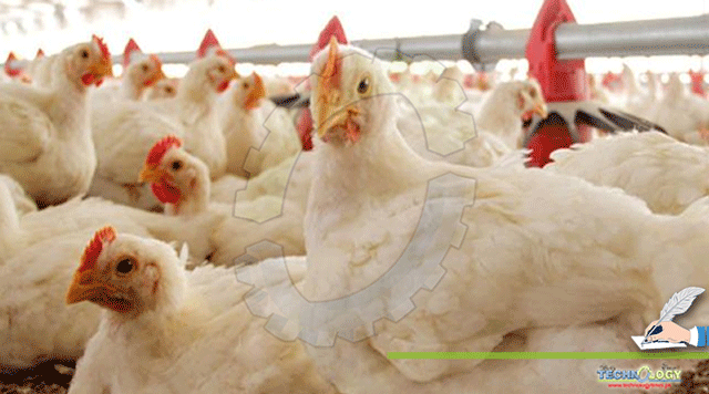 Necrotic-enteritis-A-PROBIOTIC-named-dream-of-Poultry-in-Pakistan