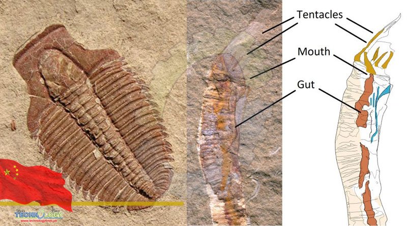 Scientists solved Cambrian structure mystery found in China