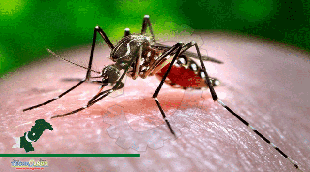 The-Human-Toll-Of-Increasing-Dengue-Fever-Cases-In-Pakistan.
