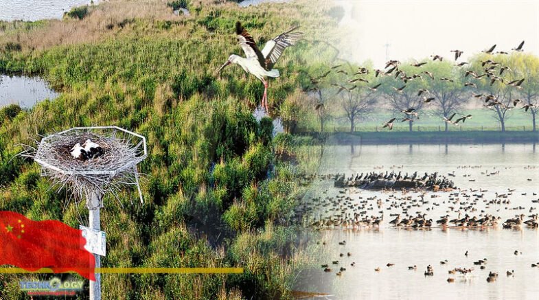 Wetlands protection efforts manifest China's path to modernization