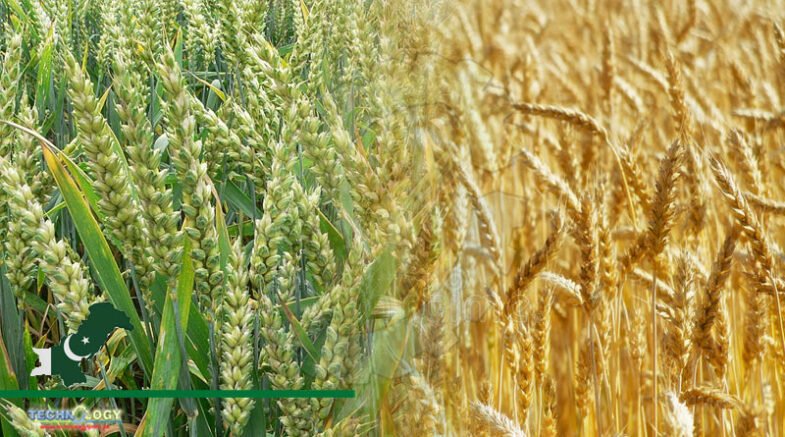 positive impact on wheat due to current rainfall