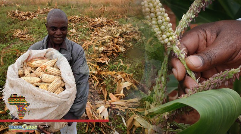 GM Crops in Africa Endorse As A Safe and Viable Option: Experts