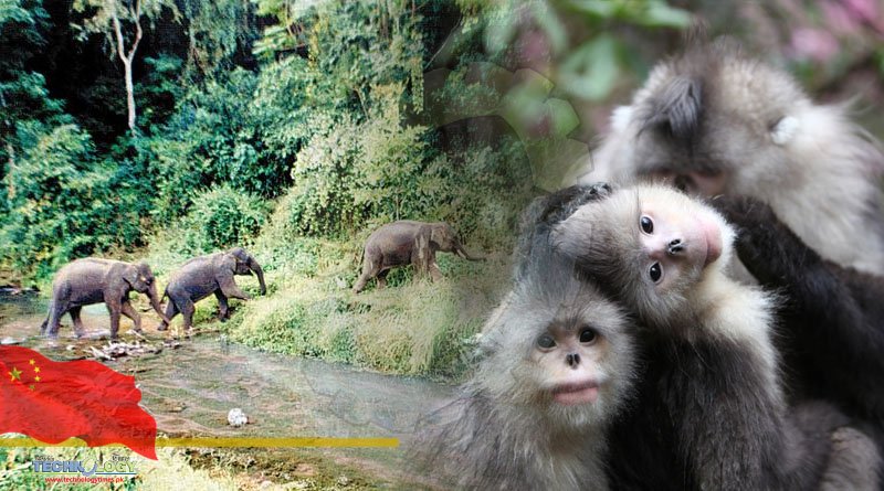 Biodiversity Conservation in China Made A Significant Progress