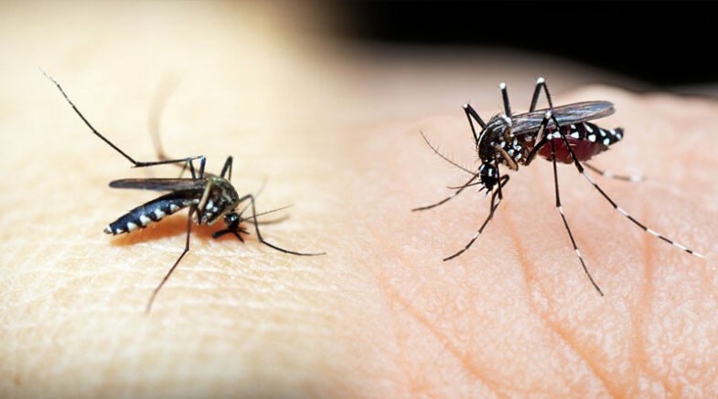 Burden Of Endemic Of Dengue Virus In Pakistan