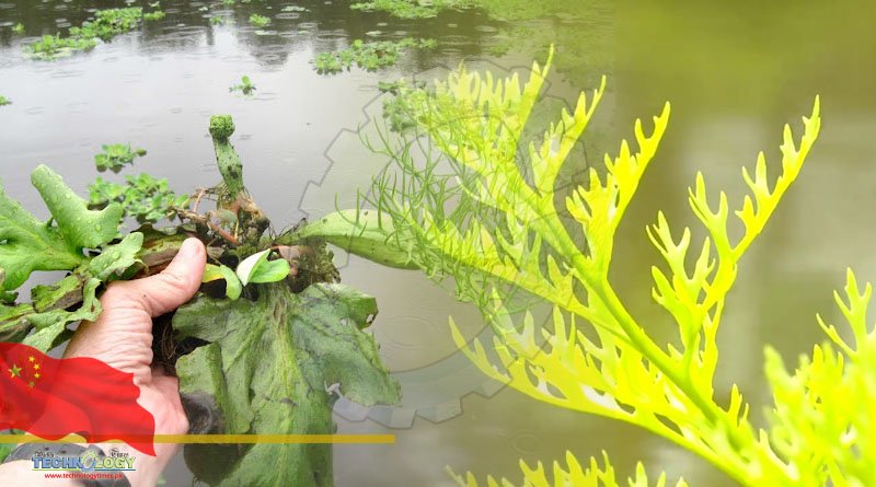 Shenzhen Bureau of Ecology Finds Eight Wild Water Ferns