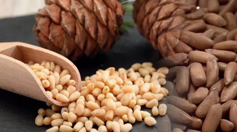 China Becomes The Primary Market For Pakistani Pine Nuts