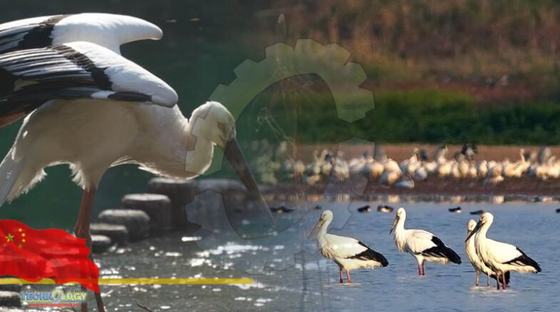 China's Largest Freshwater Lake Records Over 3,700 Oriental White Storks