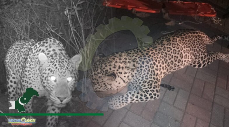 Common Leopard In Sinyari Forest, Died From Natural Causes: MHNP