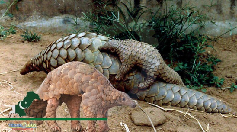 Illegal Trade Of Pangolins Threatens Endangered Species In PK