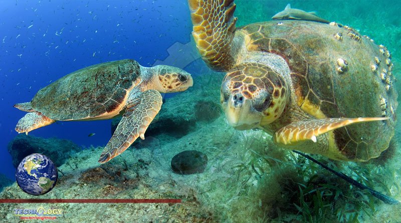Loggerhead Turtles Rely On Earth’s Magnetic Field As Their GPS