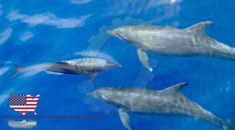 Marine Researcher Identifies New Bottlenose Dolphin Subspecies 